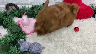 トイプードルの動画01