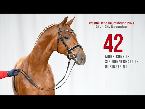 Hauptkörung 2021 Reitpferdehengste Kat-Nr. 42 Morricone I - Sir Donnerhall I - Rubinstein I