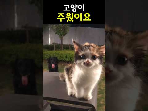 고양이 주웟다