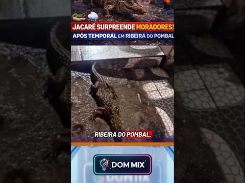 🚨 JACARÉ SURPREENDE MORADORES APÓS TEMPORAL NA BAHIA! 🐊🌧️