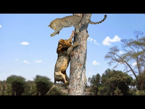 Lion vs Leopard - Most Amazing Moments Of Wild Animal Fights - Wild Discovery Animals 2018