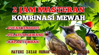 Download lagu 2 jam masteran kombinasi mewah Cucak jenggot pelatuk bawang dan kapas tembak masteranya para jawara mp3 Download lagu 2 jam masteran kombinasi mewah Cucak jenggot pelatuk bawang dan kapas tembak masteranya para jawara mp3