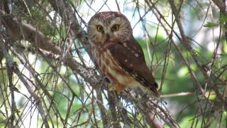 Saw Whet Owl in Moose Cree First Nation Homelands