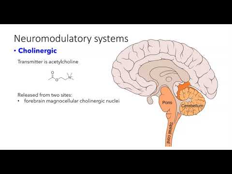 Neuromodulatory systems of brain