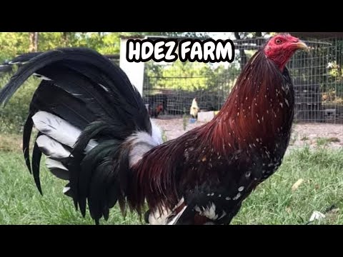 Spangled Hatch Kelso Albany Gavilan Cowan - Outdoor Indoor Breeding Pens HDEZ FARM