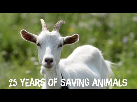 Viva!'s 25th Anniversary Film