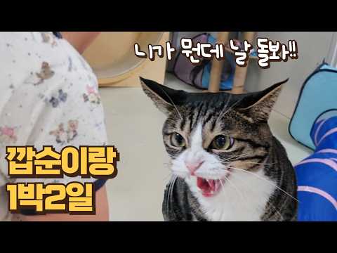 날 개무시하는 고양이를 하룻밤 돌봐주게 됐다 (깝순이한테 보름이 맡기면 생기는 일)