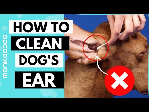 How to Clean Your Dog's Ear in 5 Simple Steps || Avoid ear infection in dogs ll