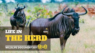 Wild Africa - हिन्दी डॉक्यूमेंट्री | Life in the Herd, Wildlife documentary in Hindi