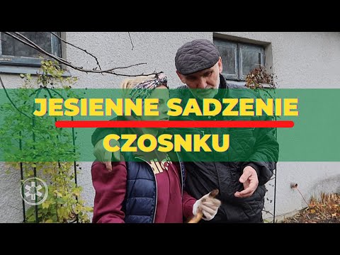 Jesienne sadzenie czosnku