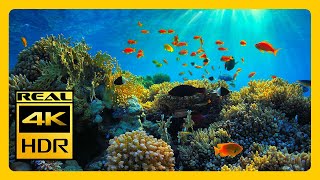Coral Reef Aquarium In 4K HDR Relax Meditation Sleep RELAXING MUSIC 4K OLED TV Screensaver 🐠