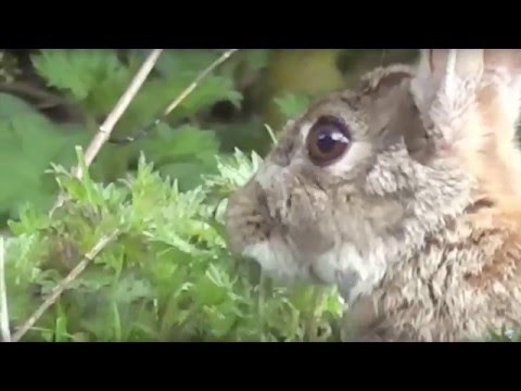 Energy transfer and Energy chains