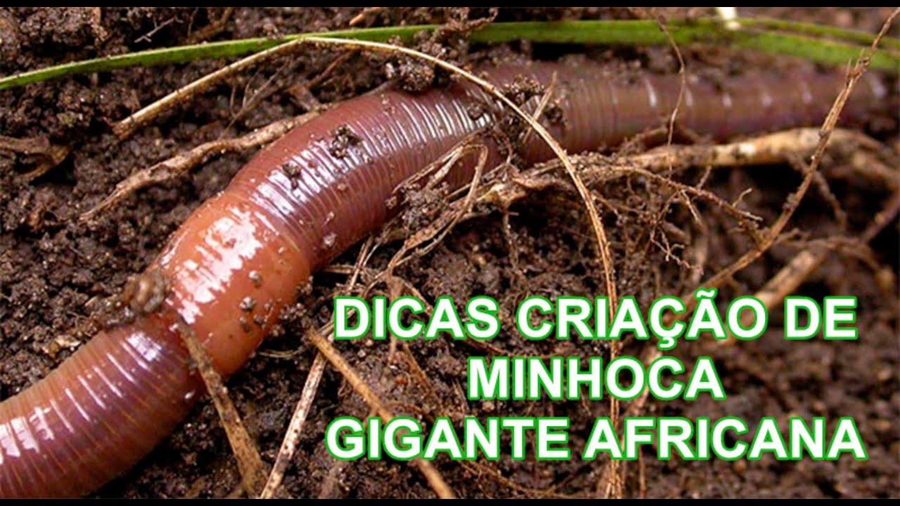 TIPS FOR BREEDING AFRICAN GIANT EARTHWORMS