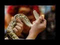 Выставка экзотических змей "Пестрая лента" 