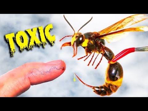 Egy veszedelmes japán darázs csípése 🐝 Brave Wilderness Magyar | Extrém vadállat harapás