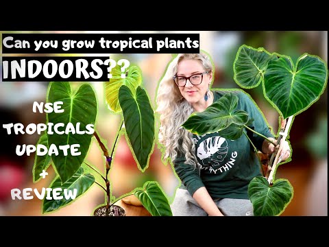 Can You Grow Tropical Plants Indoors | NSE Tropicals review