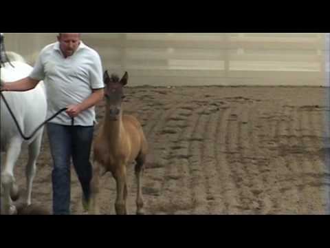 Thaqib Al Nasser x Simeon Siboni Colt