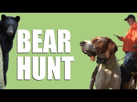 Californian black bear hunt Californian black bear hunt
