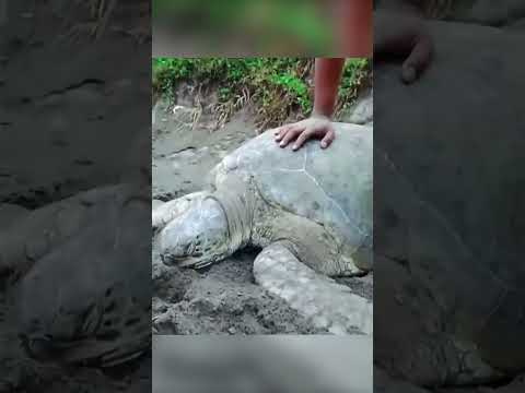 😢🪝🐢 ما وجده داخل فم السلحفاة أبكى الجميع! ❤️🌊