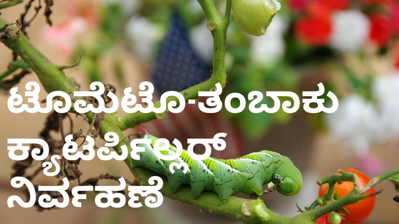 ಟೊಮೆಟೊ ಬೆಳೆಗಳಲ್ಲಿ ತಂಬಾಕು ಕ್ಯಾಟರ್ಪಿಲ್ಲರ್ ನಿರ್ವಹಣೆ| Tobacco Caterpillar in Tomato Management