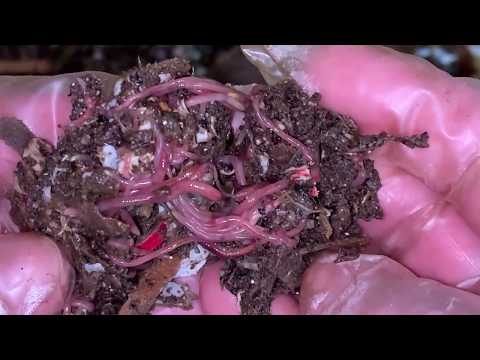 New Baby Worm Bin ~Wisps + Little One's 1st Worm-Ball! Composting Perks Vermiculture & Oxytocin High