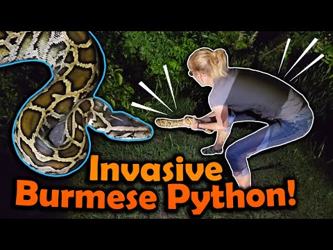 We Found a HUGE BURMESE PYTHON!! (Herping in Florida Part 2)
