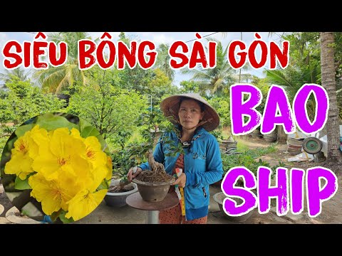 🪷07/05💮0348322142(thủy)🌸giao lưu 12 cây mai giống🪷siêu  bông sài gòn🌼cây lớn giá siêu rẻ