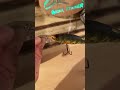 Video Thumbnail for Catch Anything Perch Crank Bait Lure