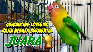 Download lagu Suara Burung Lovebird Ngekek Panjang Memanggil, Pancing Labet Apapun Rajin Ngekek Bermental JUARA mp3