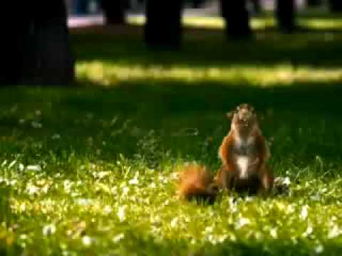Snickers - More nuts, more squirrels