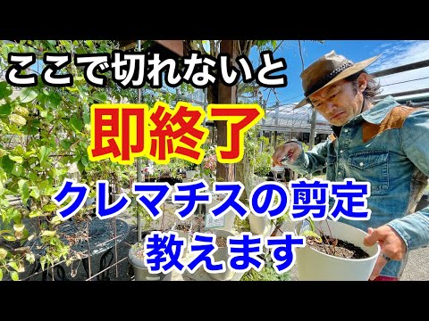 プルーン クレマチス 活発な自然 侵略的なつる植物 繁栄を確保します