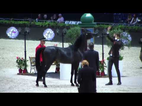 Memories of Paris 2019 - World Championships - Part 6 - Group 4b - Yearling Male
