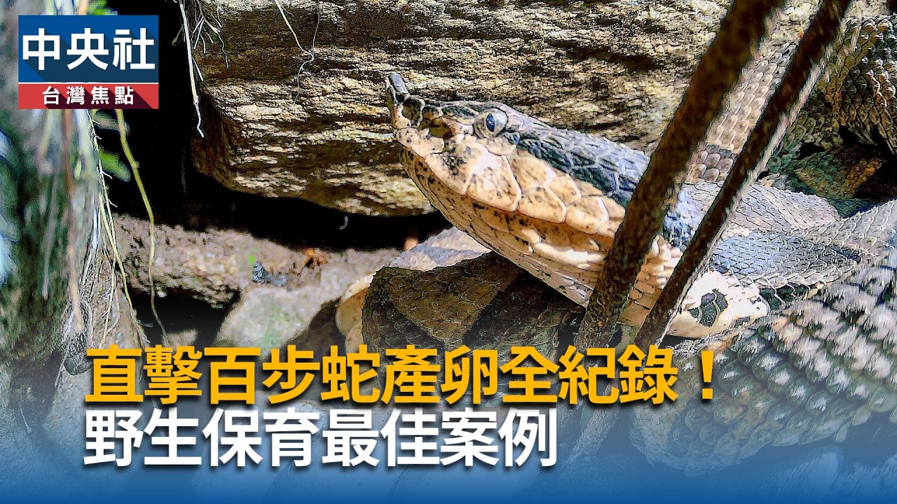 直擊百步蛇產卵全紀錄！野生保育最佳案例