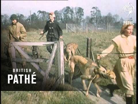 Greyhound Training (1959)
