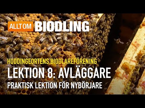 Avläggare - Praktisk lektion | Nybörjarkurs i Biodling
