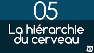 Vignette de Comment le cerveau est organisé