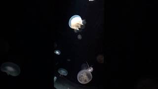 のとじま水族館 海月