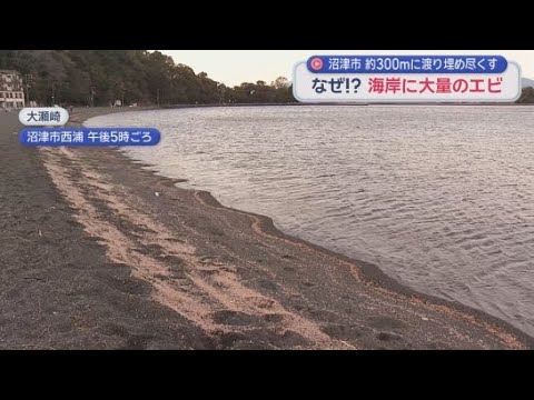 YouTube Video なぜ！？ 大瀬崎海岸に大量のエビが打ちあがる　静岡・沼津市