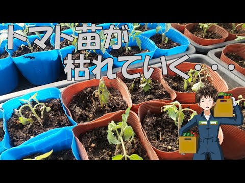 園芸 病気のないトマト