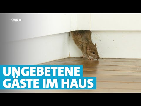 Wie wird man Ratten wieder los?