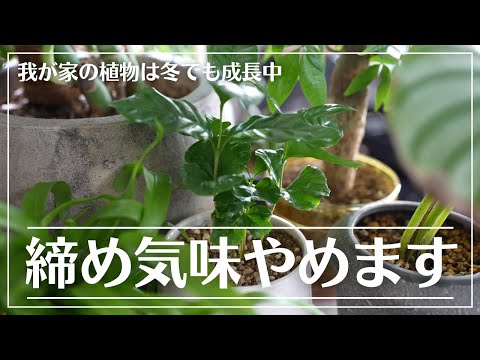 植物が凍結しているかどうかはどうやってわかりますか?いつ彼女を救おうとしますか？  庭園