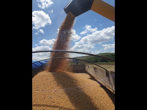 FAZENDA A VENDA SITIO D´ ABADIA-GO - 385 HECTARES - PLANTANDO 175 HECTARES DE SOJA