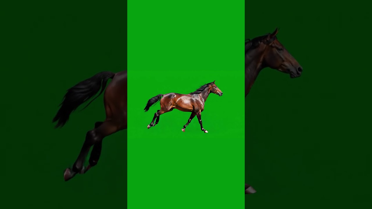 Horse Running Green Screen Effect #horse #animals #wildanimals #chromakey #running #shorts