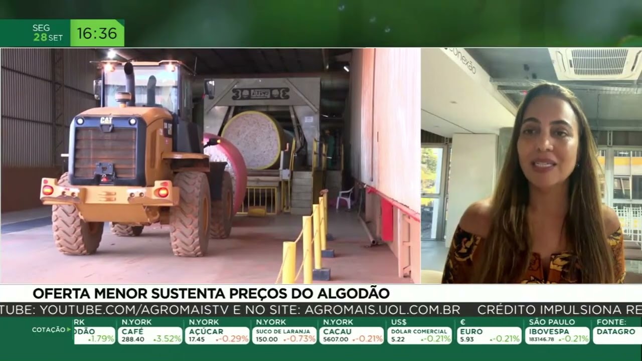 Oferta menor sustenta preços do algodão