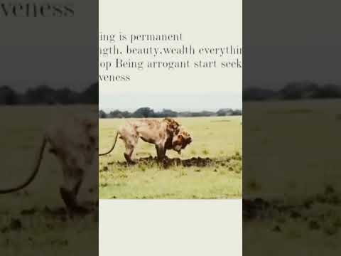 Lion suicide#animal #lion #alone #suicidalbass #viral