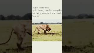 Lion suicide#animal #lion #alone #suicidalbass #viral