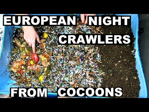 European Night Crawlers Compost Worms from Cocoons - Eating Faster