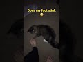 Cat Hates Stinky Feet