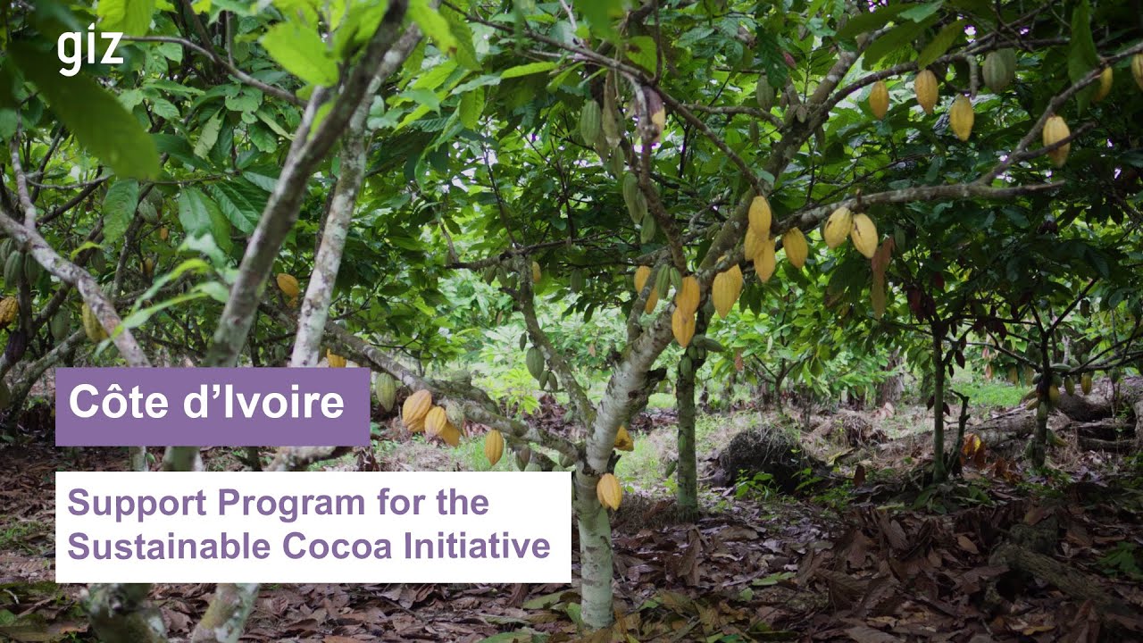 Côte d’Ivoire: Support Program for the Sustainable Cocoa Initiative