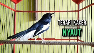 Download lagu SUARA BURUNG kacer gacor NGEPLONG tarung ini paling ampuh buat PANCINGAN KACER agar EMOSI NYAUT mp3